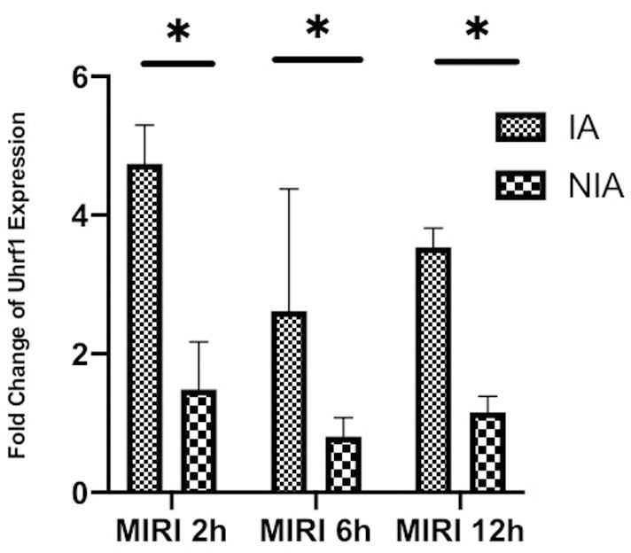 Detection of the changes of Uhrf1 in myocardial ischemia-reperfusion injury model of mice in vivo. The relative mRNA expressions of Uhrf1 in the infarcted and non-infarcted regions of the mice hearts were detected by qRT-PCR at 2, 6 and 12 h after myocardial ischemia-reperfusion injury. Data shown are mean ± SD. * P P P P 
