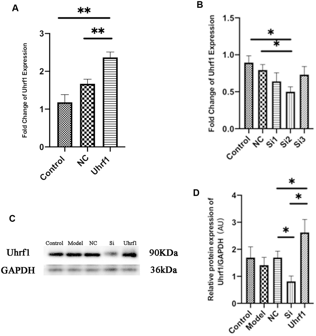 Detection of transfection efficiency of overexpression and knockdown of Uhrf1 plasmid. (A) The relative mRNA expressions of Uhrf1 in Myocardial ischemia-reperfusion model in vitro with Uhrf1 plasmid were determined by qRT-PCR. NC, negative control of plasmid transfection; Uhrf1, Uhrf1 overexpression. (B) The relative mRNA expressions of Uhrf1 in Myocardial ischemia-reperfusion model in vitro with Uhrf1 siRNA plasmid were determined by qRT-PCR. NC, negative control of RNAi; si1-3, siRNA targeting different mRNA regions. (C) Western blot was used to detect the expression level of Uhrf1 protein in each group. GAPDH serves as a loading control. Model, in vitro oxidative stress model; NC, negative control of RNAi; si, RNAi knockdown of Uhrf1; Uhrf1, Uhrf1 overexpression. (D) Expression of Uhrf1 protein relative to GAPDH data from 3 biological repeats is shown. Data shown are mean ± SD. *P P P P 