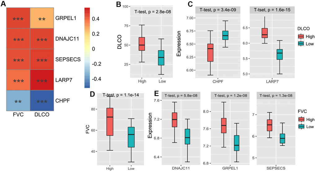 (A) The heatmap of the correlations between the 5 m6A-related-CoV genes and FVC/DLCO in the GSE38958 validation cohort. (B) The box plot shows the difference of the DLCO between high DLCO and low DLCO clusters. (C) The box plot shows the different expressions of LARP7 and CHPF between high DLCO and low DLCO clusters. (D) The box plot shows the difference of FVC between high FVC and low FVC clusters. (E) The box plot shows the different expressions of GRPEL1, DNAJC11, and SEPSECS between high FVC and low FVC clusters.