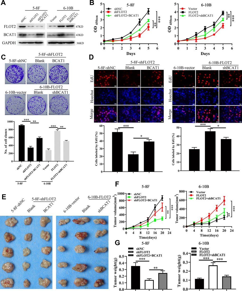 FLOT2 promotes proliferation via positively regulating BCAT1 in NPC. (A) Western blot assay indicating the level of FLOT2 and BCAT1 in 5-8F-shFLOT2, 5-8F-shFLOT2+BCAT1, 6-10B-FLOT2, 6-10B-FLOT2+shBCAT1, and control cells. (B–D) CCK-8, plate clone formation, and EdU assays showing the growth and proliferation abilities of 5-8F-shFLOT2, 5-8F-shFLOT2+BCAT1, 6-10B-FLOT2, 6-10B-FLOT2+shBCAT1, and control cells in vitro. 5-8F-shFLOT2, 5-8F-shFLOT2+BCAT1, 6-10B-FLOT2, 6-10B-FLOT2+shBCAT1, and control cells were subcutaneously implanted into nude mice (n = 5 each group) for xenografts formation to analyze the proliferation in vivo. The pictures (E), the volumes (F), and weights (G) of xenografts were presented. *, P P P 