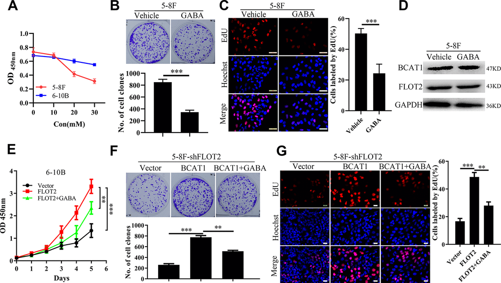 GABA antagonizes the pro-proliferative effects of BCAT1 in NPC. (A) CCK-8 assay indicating the effects of GABA at different concentration on 5-8F and 6-10B cells. (B, C) plate clone formation and EdU assays showing the inhibitory effects of GABA at 20mM on proliferation of 5-8F cells. (D) Western blot demonstrating the levels of BCAT1 and FLOT2 in 5-8F cells treated by GABA at 20mM. (E–G) CCK-8, plate clone formation, and EdU assays showing inhibitory effects on 6-10B-FLOT2 cells treated by GABA at 20mM. **, P P 