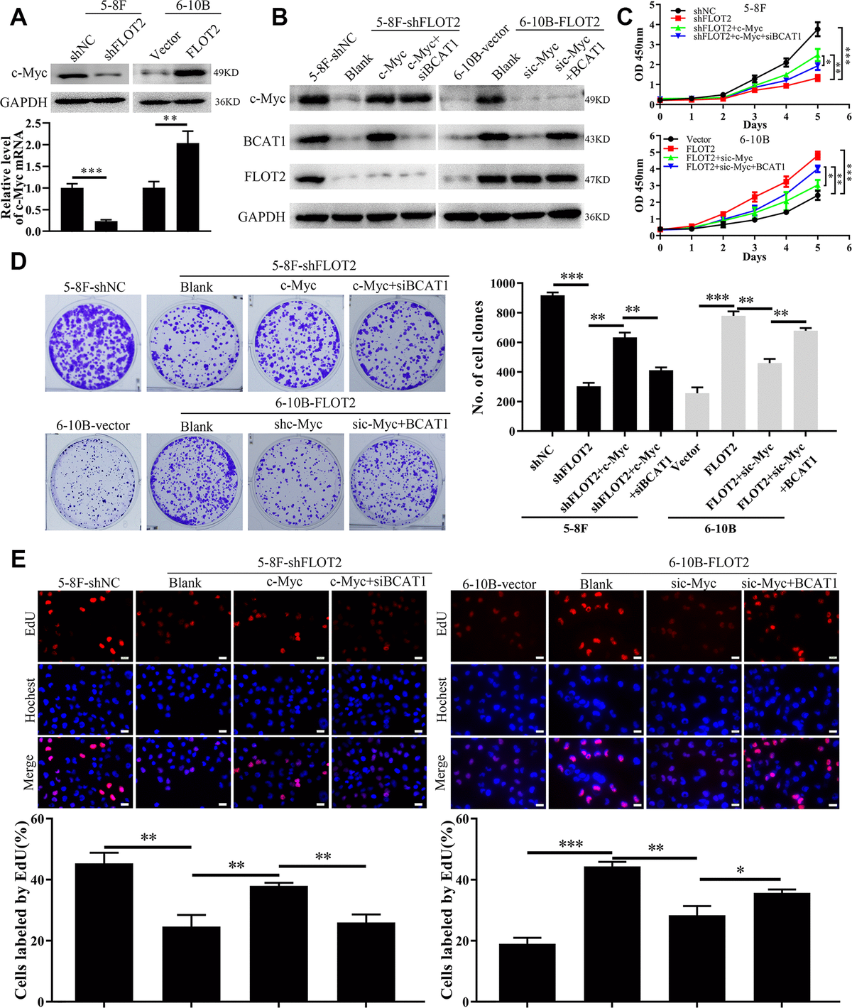 flotillin-2-promotes-cell-proliferation-via-activating-the-c-myc-bcat1