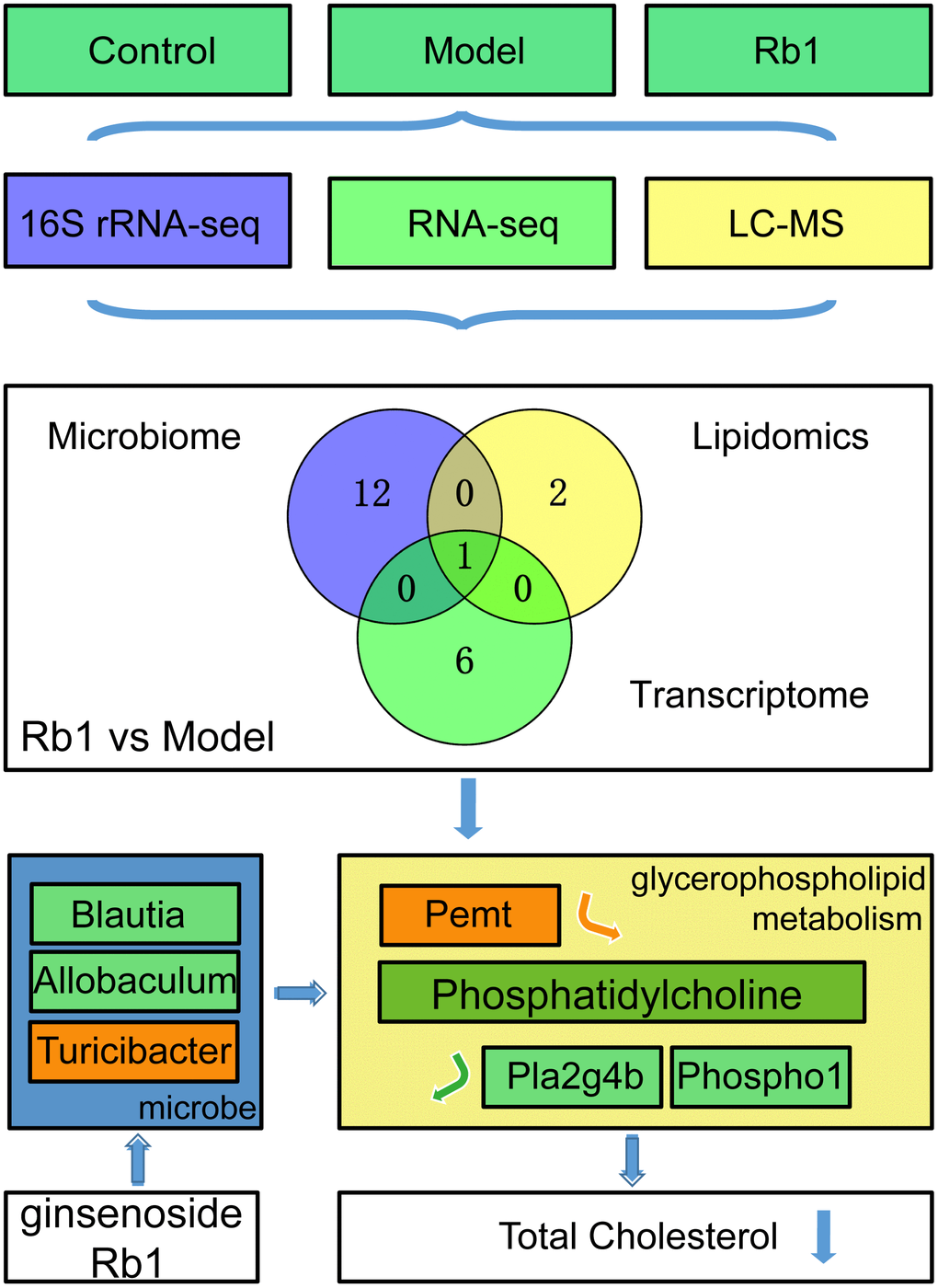 RB1 increase phosphatidylcholine in glycerophospholipid metabolism to prevent hyperlipidemia. Through multi-omics analysis, we found Glycerophospholipid metabolism was a common pathway between Rb1 and model group. By using germ-free mice, we found Rb1 increased the abundance of Turicibacter and decreased the abundance of Blautia and Allobaculum to increase content of phosphatidylcholine by raising Pemt and reducing Pla2g4b and Phospho1, and resulting the downregulation of total cholesterol to play a prevention role in hyperlipideamia. Notes: The green box in mocrobe and metabolism box represents the content reduced, the orange box represents the content increased. Pemt promotes synthesis of phosphatidylcholine, Pla2g4b and Phospho1 accelerate decomposition of phosphatidylcholine. Notes: Experiments were repeated twice, data was shown in mean +/- SD, * represent P