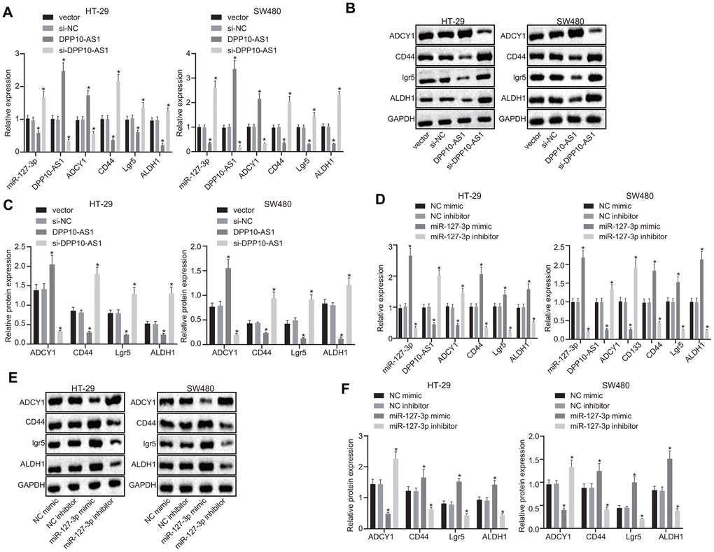 Upregulation of DPP10-AS1 or downregulation of miR-127-3p elevates the ADCY1 protein expression and diminishes the protein expression of CD44, Lgr5, and ALDH1. (A–C) the mRNA expression, the immunoblots and protein expression of stem cell genes determined using RT-qPCR and western blot analysis respectively after DPP10-AS1 expression was altered. (D–F) the mRNA expression, the immunoblots and protein expression of stem cell genes evaluated using RT-qPCR and western blot analysis respectively after miR-127-3p expression was altered. *, p vs. vector and si-NC or NC mimic and NC inhibitor. The measurement data were expressed as mean ± standard deviation. The data among multiple groups were analyzed by one-way ANOVA followed by a Tukey’s post hoc test. The experiment was repeated three times. DPP10-AS1, cells transfected with DPP10-AS1 plasmid; si-DPP10-AS1, cells transfected with si-DPP10-AS1; si-NC, cells transfected with si-negative control plasmid; miR-127-3p mimic, cells transfected with miR-127-3p mimic plasmid; NC mimic, cells transfected with negative control mimic plasmid.