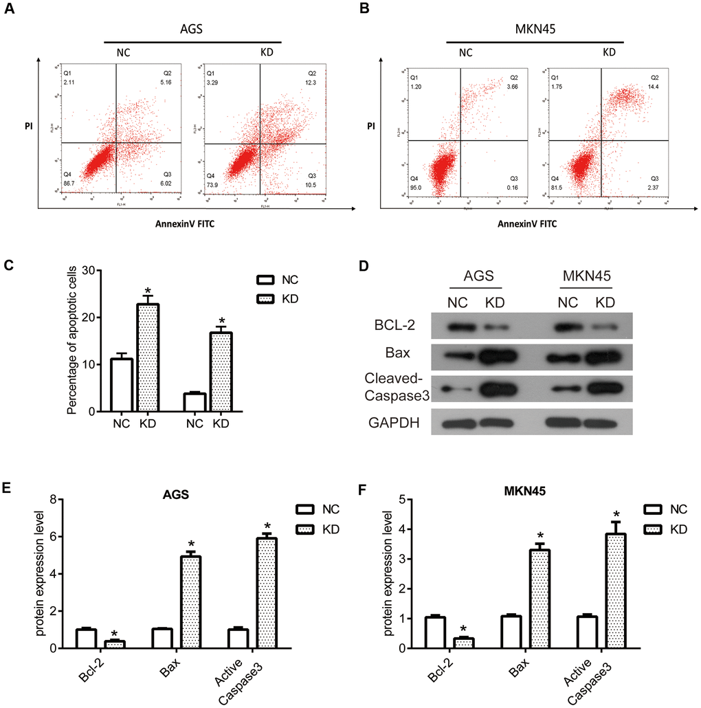 The knockdown of OGFRP1 induced the apoptosis by regulating related proteins in human gastric cancer cells. Flow cytometry analysis was performed to evaluate the apoptosis of AGS (A) and MKN45 (B) cells. (C) Statistical analysis of the percentage of apoptosis cells was performed using the t-test. (D) The expressions of apoptosis-related proteins were determined using western blot. Statistical analysis of protein expression levels in AGS (E) and MKN45 (F) cells was performed using the t-test. *P