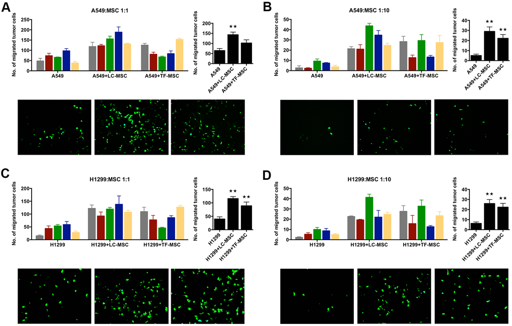 Tumor invasion was induced by LC-MSCs in vitro. A549.CopGFP and H1299.CopGFP cells were transduced by lentiviral particles to express CopGFP stably firstly. Then the invasion ability of these cells was tested by transwell invasion assay after they were co-incubated with LC-MSCs or not for 24 hours. (A, B) A549 cells were co-incubated with LC-MSCs at the cell ratio 1:1 and 1:10. (C, D) H1299 cells were co-incubated with LC-MSCs at the cell ratio 1:1 and 1:10. Color bar chart, triplicate data for each patient. Dark bar chart, statistical analysis for all patients. Fluorescent pictures illustrated tumor cells that had migrated through the membrane of transwell inserts. TF-MSCs, tumor-free mesenchymal stem cells, were used as comparison from normal lung tissues. **, P 