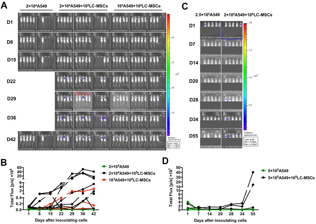 Increased tumorigenesis and metastasis-initiating ability by LC-MSCs. (A, B) Low number of A549.Luc cells and LC-MSCs were co-implanted subcutaneously into female Balb/c nude mice at different cell ratio. Bioluminescence images (A) and total bioluminescence of tumors (B) at the indicated time. (C, D) A549.Luc cells and LC-MSCs were mixed well and injected intravenously into female Balb/c nude mice. Bioluminescence images (A) and total bioluminescence of tumors (D) at the indicated time.