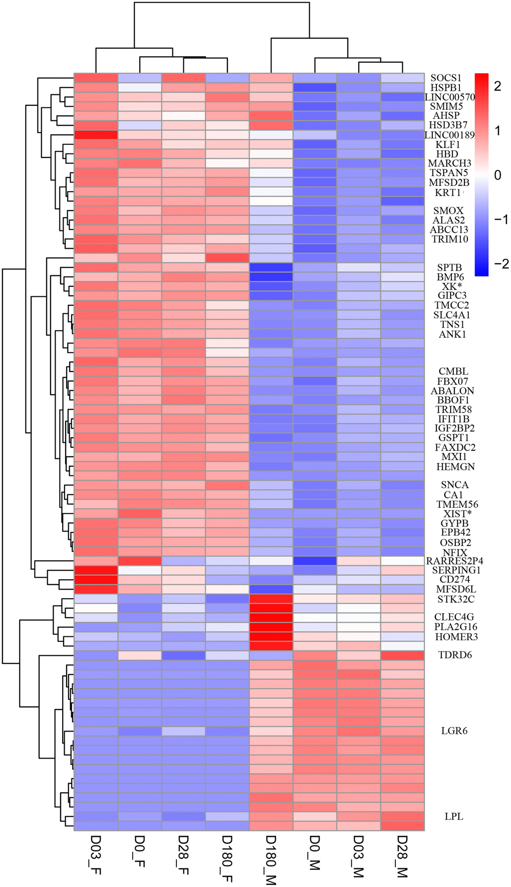 Heat map of DEGs between female and male group at Day 0 pre-vaccination, Day 03, Day 28 and Day 180 post-vaccination. The threshold was set with rigorous value for the FDR (false discovery rate, padj)  1. Rows of the gene counts were normalized to set the mean =0, with the standard deviation (SD)=1. The upregulated genes were colored in red, while the downregulated genes were colored in blue.