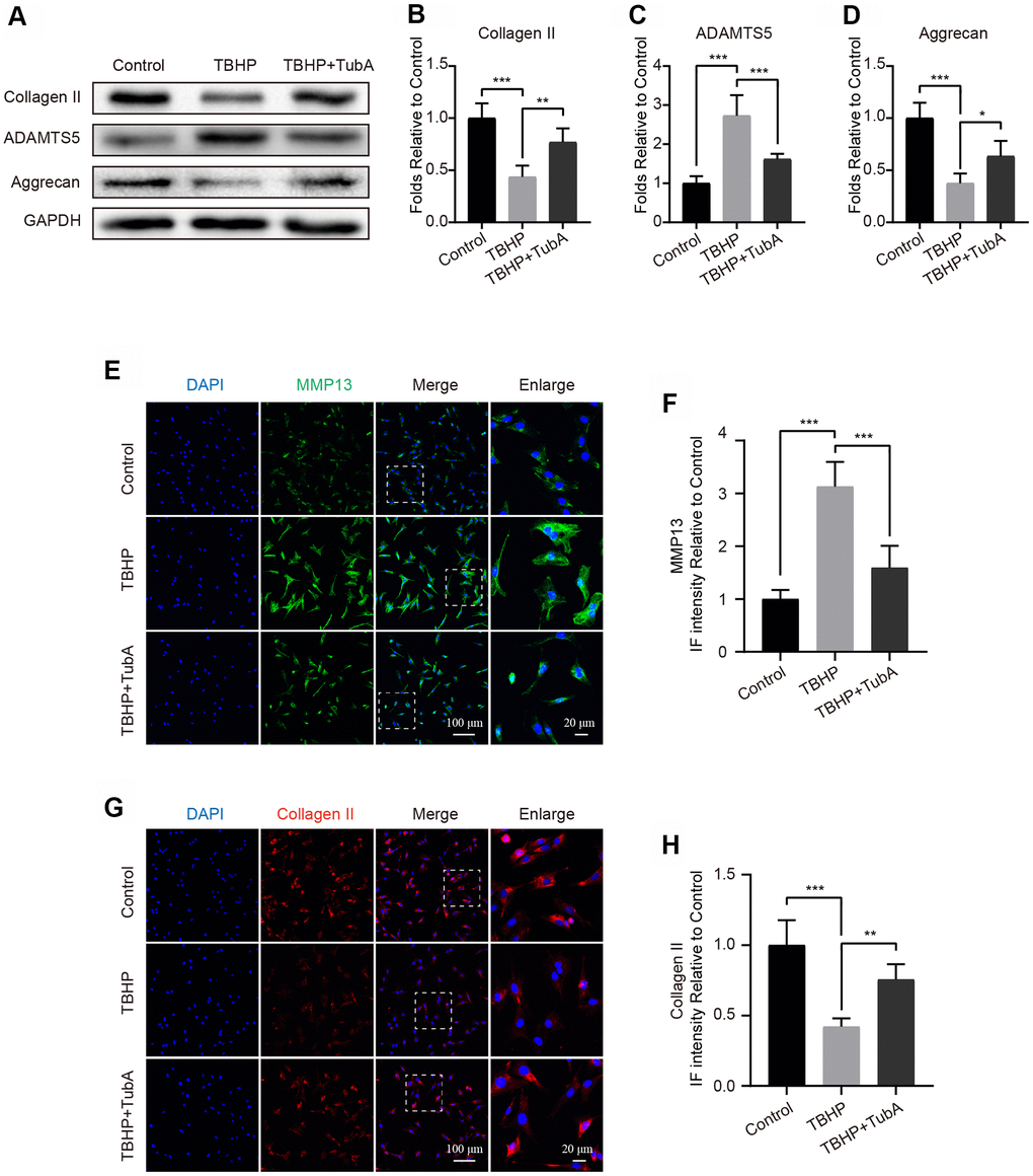 Inhibition of HDAC6 by TubA represses ECM degradation in chondrocytes. (A–D) Western blotting and quantification of Collagen II, ADAMTS5 and Aggrecan in each group. Chondrocytes were treated with TBHP or/and TubA for 6 hours. (E, F) IF staining and quantification of MMP13 in each chondrocyte group as above, scale bar = 100 μm, scale bar (enlarged) = 20 μm. (G, H) IF staining and quantification of Collagen II in each chondrocyte group as above, scale bar = 100 μm, scale bar (enlarged) = 20 μm. N = 5, GAPDH was the loading control, significance: *P