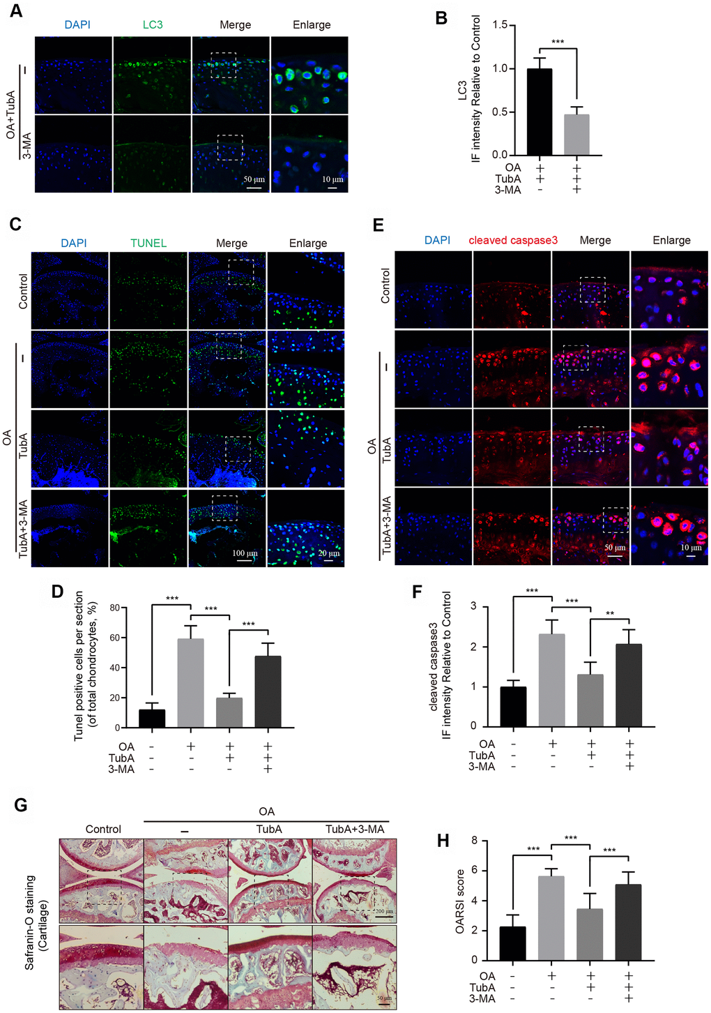 TubA inhibits OA development in mice. (A, B) IF staining and quantification of LC3 in each group of OA mice after treatment with TubA, 3-MA, scale bar = 50 μm, scale bar (enlarged) = 10 μm. (C, D) TUNEL staining quantification of positive cells in each group of mice, scale bar = 100 μm, scale bar (enlarged) = 20 μm. (E, F) IF staining and quantification of cleaved caspase3 in each group of mice as above, scale bar = 50 μm, scale bar (enlarged) = 10 μm. (G, H) Typical Safranin O staining of the cartilage and subchondral cortical bone in each group of mice, scale bar = 200 μm, scale bar (enlarged) = 50 μm. N = 5, GAPDH was the loading control, significance: *P