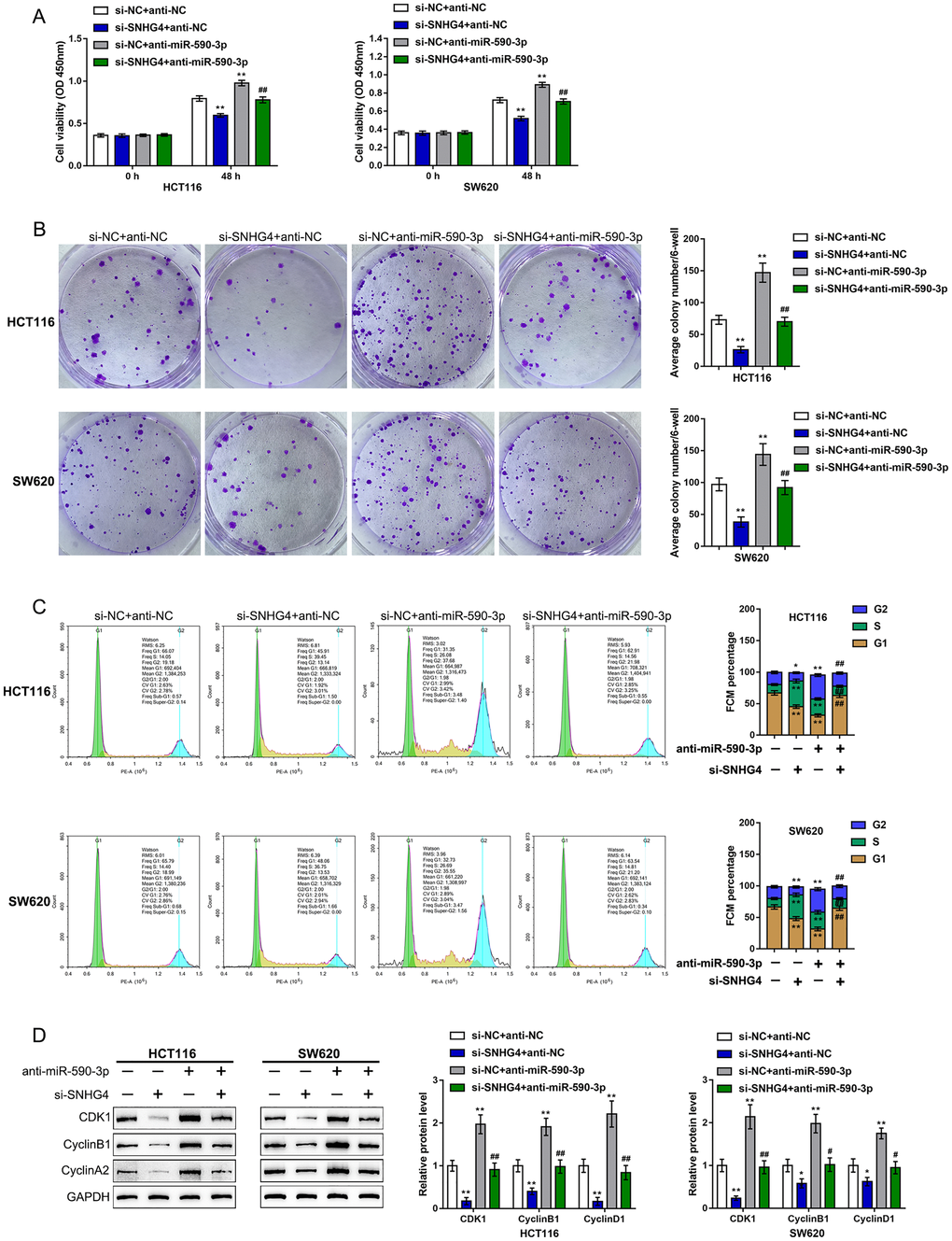 Dynamic effects of SNHG4 and its target miR-590-3p on CDK1 and CRC cell phenotype. HCT116 and SW620 cells were cotransfected with si-SNHG4 and anti-miR-590-3p, and (A) cell viability was examined by CCK-8 assay; (B) colony formation capacity was examined by colony formation assay; (C) cell cycle progression was examined by flow cytometry; and (D) the protein levels of CDK1, cyclin B1, and cyclin A2 were examined by immunoblotting. *P **P #P ##P 