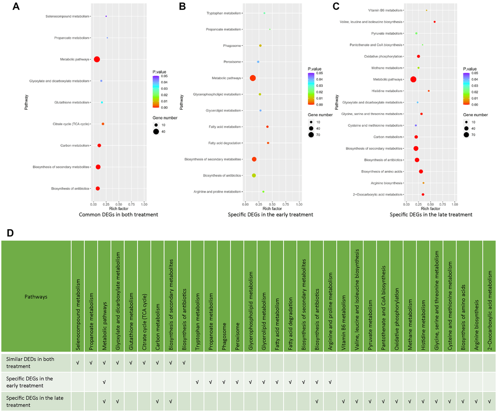 Analysis of common and specific DEGs in the early and late NaHS treatments. (A–C) The bubble charts representing KEGG enrichment analysis of common or specific DEGs in the early and late NaHS treatments. (D) Comparison of enriched pathways in (A–C).