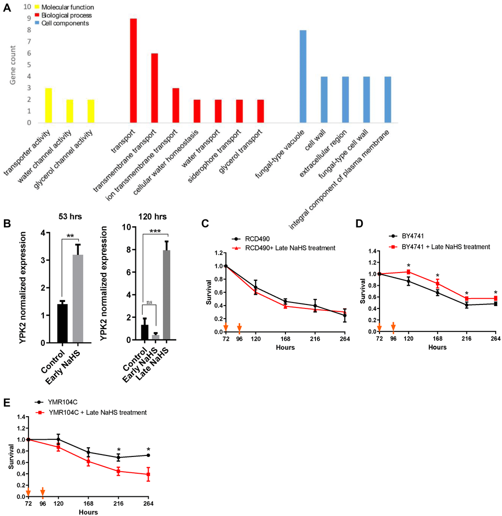 The late NaHS treatment regulates the cell wall integrity for the extension of CLS. (A) Gene ontology analysis of genes expressed oppositely in response to the early and late NaHS treatments. (B) The qPCR analysis of YPK2, an AGC-type protein kinase regulating cell wall integrity. (C) CLS of the late NaHS treated RCD490, a ypk2 mutant in BY4742 background. (D) CLS of the late NaHS treated BY4741. (E) CLS of the late NaHS treated YMR104C, a ypk2 mutant in BY4741 background. Triplicate cultures were used to achieve mean ± SD of viabilities. *p **p ***p 