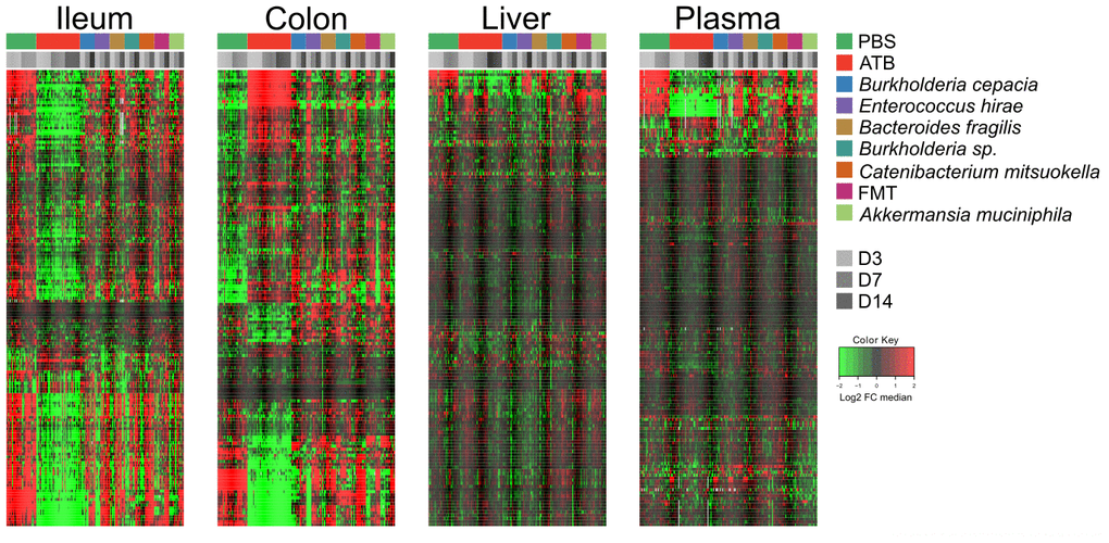 Targeted metabolomics analysis was performed on the extracts from ileum, colon, liver, and plasma samples from mice receiving oral gavages with several commensals or PBS (control), or continuous ATB, at days 3, 7 and 14 after the first oral gavage. Changes in metabolites relative abundance are illustrated. Ileum and colon showed the strongest treatment-dependent metabolites variations. Hierarchical clustering (euclidean distance, ward linkage method) of the metabolite abundance is shown. Note that Supplementary Figures 1, 2, 3 and 5 provide the names of each of the metabolites, for each of the different matrices. The purpose of this figure is to allow for a direct comparison of the amplitude of the metabolic effects of manipulation of the microbiota. ATB, antibiotics; PBS, phosphate buffer saline; FMT, fecal microbiota transplant; FC, fold change.