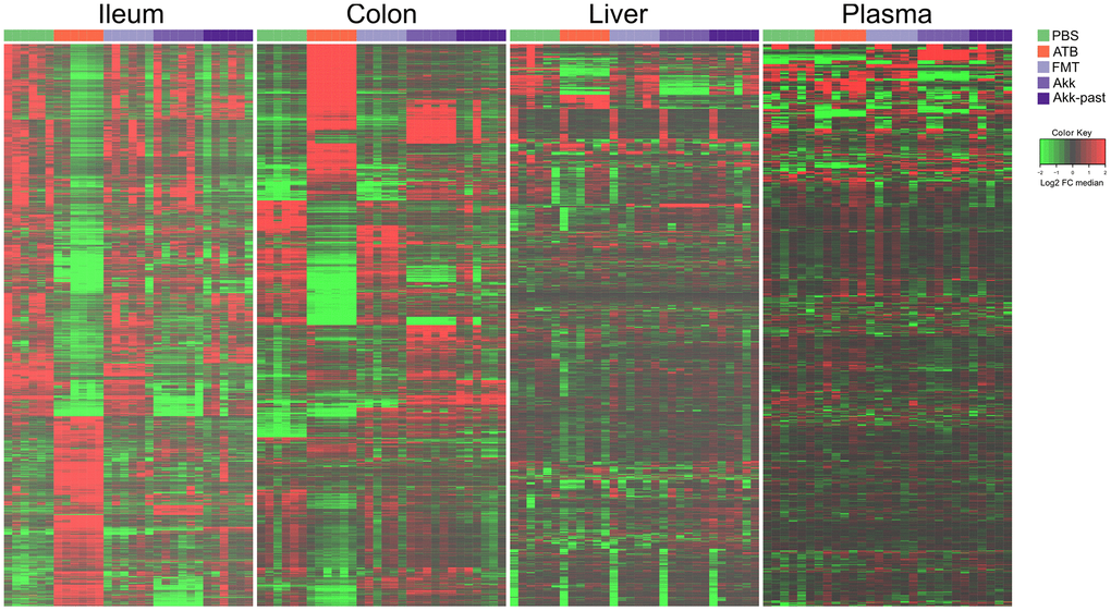 Metabolic signature obtained through untargeted metabolomic analysis, and illustrated by heatmaps showing the relative abundance changes in metabolites extracted from ileum, colon, liver, and plasma from mice treated with FMT, Akk or with Akk-past (versus PBS or continuous ATB). Untargeted analysis allowed the identification of more than 24000 and 22000 features in the ileum and the colon samples, respectively, while over 3000 and 1700 features were detected in liver and in plasma samples, respectively. Each row represents a detected feature. Hierarchical clustering (euclidean distance, ward linkage method) of the metabolite abundance is shown. PBS, phosphate buffer saline; ATB, antibiotics; FMT, fecal microbiota transplant; Akk, Akkermansia muciniphila; Akk-past, pasteurized Akkermansia muciniphila; FC, fold change.