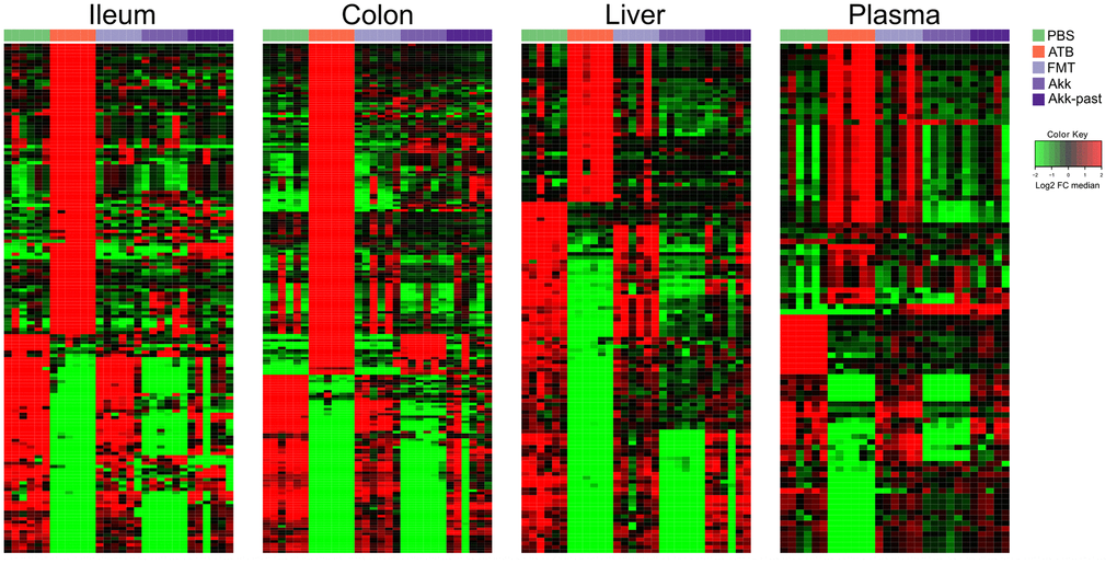 Reduced picture of the untargeted metabolomics analysis illustrated in Figure 5, showing selected features which significantly increased after Akk or Akk-past oral gavage in the different extracted organs, compared to FMT, PBS, or continuous ATB. Each row represents a metabolite. Hierarchical clustering (euclidean distance, ward linkage method) of the metabolite abundance is shown. PBS, phosphate buffer saline; ATB, antibiotics; FMT, fecal microbiota transplant; Akk, Akkermansia muciniphila; Akk-past, pasteurized Akkermansia muciniphila; FC, fold change.