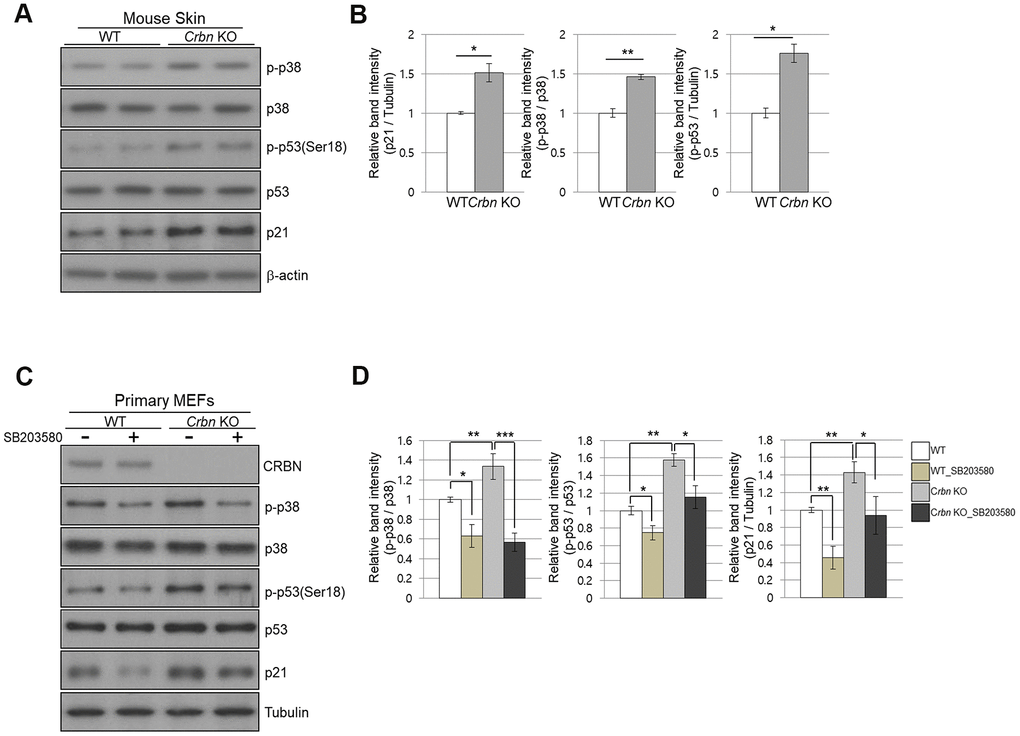The absence of CRBN activated the p38 MAPK/p53 signaling axis, resulting in p21 upregulation. (A) Endogenous levels proteins as determined by western blot analysis using extracts from mice skin. Proteins were subjected to immunoblotting using the anti-CRBN, anti-p21, anti-p38, anti-p-p38, anti-p53, anti-p-p53(Ser18), and anti–Tubulin antibodies. (B) Relative band intensities determined by densitometric analysis of each protein in blot (A). (C) Western blots analysis using protein lysate from the WT and CRBN KO MEFs. 10mM of SB203580 was treated to each type of cell for 2hr. Proteins were subjected to immunoblotting with the anti-CRBN, anti-p38, anti-p-p38, anti-p53, anti-p-p53(Ser18), anti-p21, and anti–Tubulin antibodies. The tubulin was used as a loading control. (D) The relative band ratio as determined by densitometric analysis of the blots in (C). The results shown are the means ± SEM of five independent experiments *P P P 