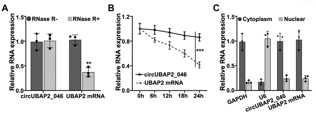 (A) RT-PCR detection of circUBAP2