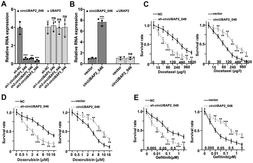 (A) RT-PCR detection of circUBAP2