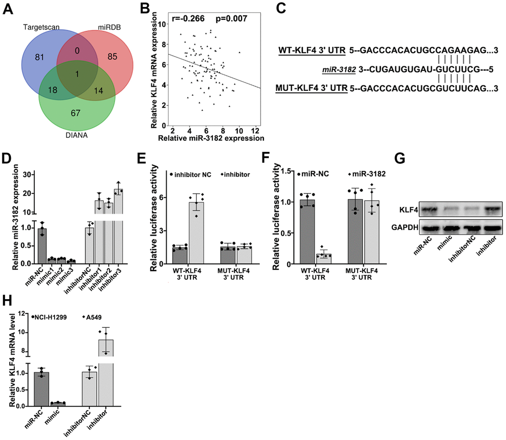 (A) Bioinformatic prediction of miR-3182 target genes via three major miRNA databases (Targetscan, miRDB, DIANA). (B) Correlation of mRNA expression of KLF4 and expression level of miR-3182 in NSCLC lung cancer tissue samples. (C) Bioinformatic prediction on the binding sites of miR-3182 with wild-type KLF4 and mutated KLF4 3’- UTR. (D) Effects of miR-3182 mimics and inhibitors modulative effects on miR-3182 expression value; (E, F) Dual-luciferase reporter gene assay on wild-type or mutated KLF4 expression influenced by miR-3182 inhibitor or miR-3182 over-expression. (G) Western-Blot analysis on the protein expression level of KLF4 influenced by miR-3182 mimic or inhibitor. (H) RT-PCR analysis on the mRNA expression level of KLF4 influenced by miR-3182 mimic or inhibitor.