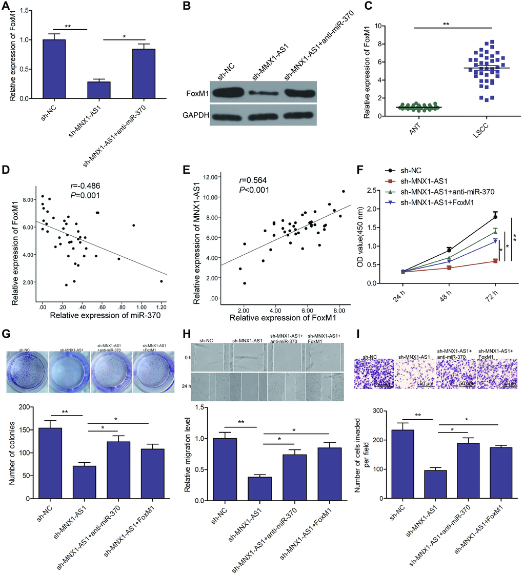 MNX1-AS1 exerts tumor-promoting role in LSCC by regulating the miR-370/FoxM1 axis. (A, B) The expression of FoxM1 on mRNA and protein levels was examined in TU212 cells transfected with sh-NC, sh-MNX1-AS1, and sh-MNX1-AS1+ anti-miR-370. (C) The mRNA expression of FoxM1 was examined in LSCC tissues and adjacent normal tissues. (D) Correlation between FoxM1 and miR-370 expression in LSCC tissues was analyzed by Pearson’s correlation analysis. (E) Correlation between MNX1-AS1 and FoxM1 expression in LSCC tissues was analyzed by Pearson’s correlation analysis. (F–I) Cell proliferation, colony formation, migration and invasion were detected in TU212 cells transfected with sh-NC, sh-MNX1-AS1, and sh-MNX1-AS1+ anti-miR-370 and sh-MNX1-AS1+FoxM1. *P **P 