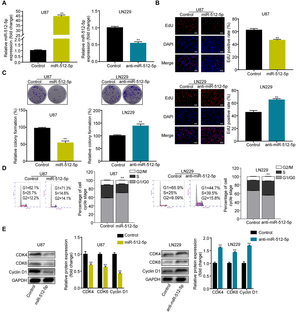 Overexpression of miR-512-5p inhibits GBM cell proliferation and causes cell cycle arrest. (A) miR-512-5p expression in U87 and LN229 cells determined after transfecting cells with corresponding vectors by RT-qPCR. (B) Cell proliferation activity as examined by EdU assays. (200 ×) (C) Cell proliferation activity as examined by colony formation assays. (D) Analysis of cell cycle by flow cytometry. (E) G1-arrest-relevant cell cycle regulators determined by western blotting. Data are represented as the mean ± standard deviation of three independent experiments. *p **p t-test, compared to the Control group.