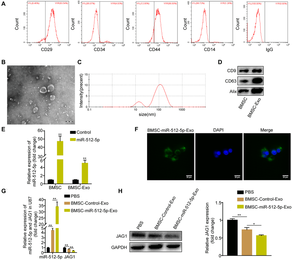 BMSC-exosomal miR-512-5p can be internalized by U87 cells. (A) Surface marker proteins of BMSC identified by flow cytometry assays. (B) Representative TEM image of BMSC exosomes. (scale bar, 200 μM) (C) Particle size distribution of BMSC exosomes as measured by DLS. (D) Exosome surface markers determined by western blotting. (E) miR-512-5p expression found in BMSC and BMSC-derived exosomes by RT-qPCR after transfection with miR-512-5p or the Control. (F) BMSC-exosomal miR-512-5p internalized by U87 cells. (scar bar = 25 μM). (G) miR-512-5p and JAG1 expression determined by RT-qPCR in U87 cells after co-culture with BMSC-derived exosomes or PBS. (H) JAG1 expression determined by western blotting in U87 cells after co-culture with BMSC-derived exosomes or PBS. Data are represented as the mean ± standard deviation of three independent experiments. *p **p t-test, compared to the Control group.