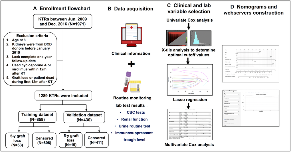 Flow diagram of developing predictive nomograms for 5-year graft survival in KTRs. (A) Patients enrollment flowchart. (B) Candidate predictor and outcome data acquisition. (C) Predictor selection process. (D) Nomogram and web server construction.