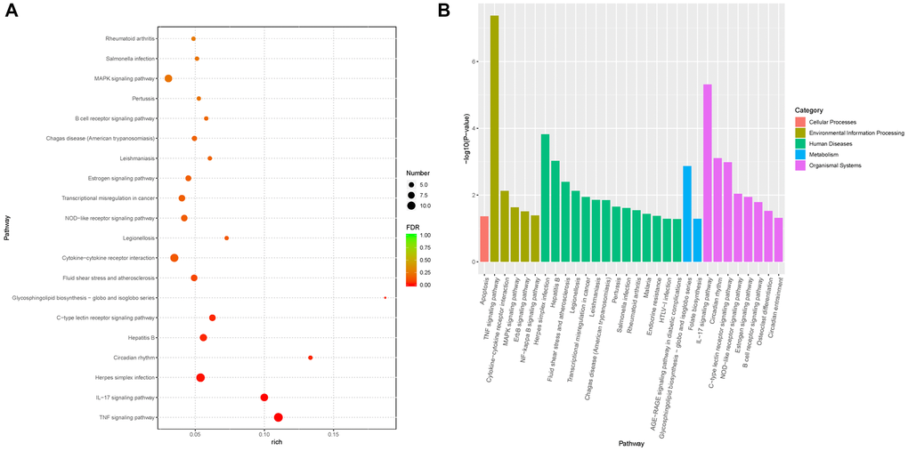 Functional enrichment analysis of DEGs from RNA-seq data. (A) The plot showed the top 20 significantly enriched KEGG pathways of differentially expressed genes (DEGs) associated with Pias1 regulation with an FDR value cutoff of 0.05. Round size represents the gene count of each pathway, and the color represents the significance level. (B) The bar chart showed the categories of significantly enriched pathways. There were five pathway categories including cellular processes (red), environmental information processing (green yellow), human diseases (green), metabolism (blue) and organismal systems (purple).