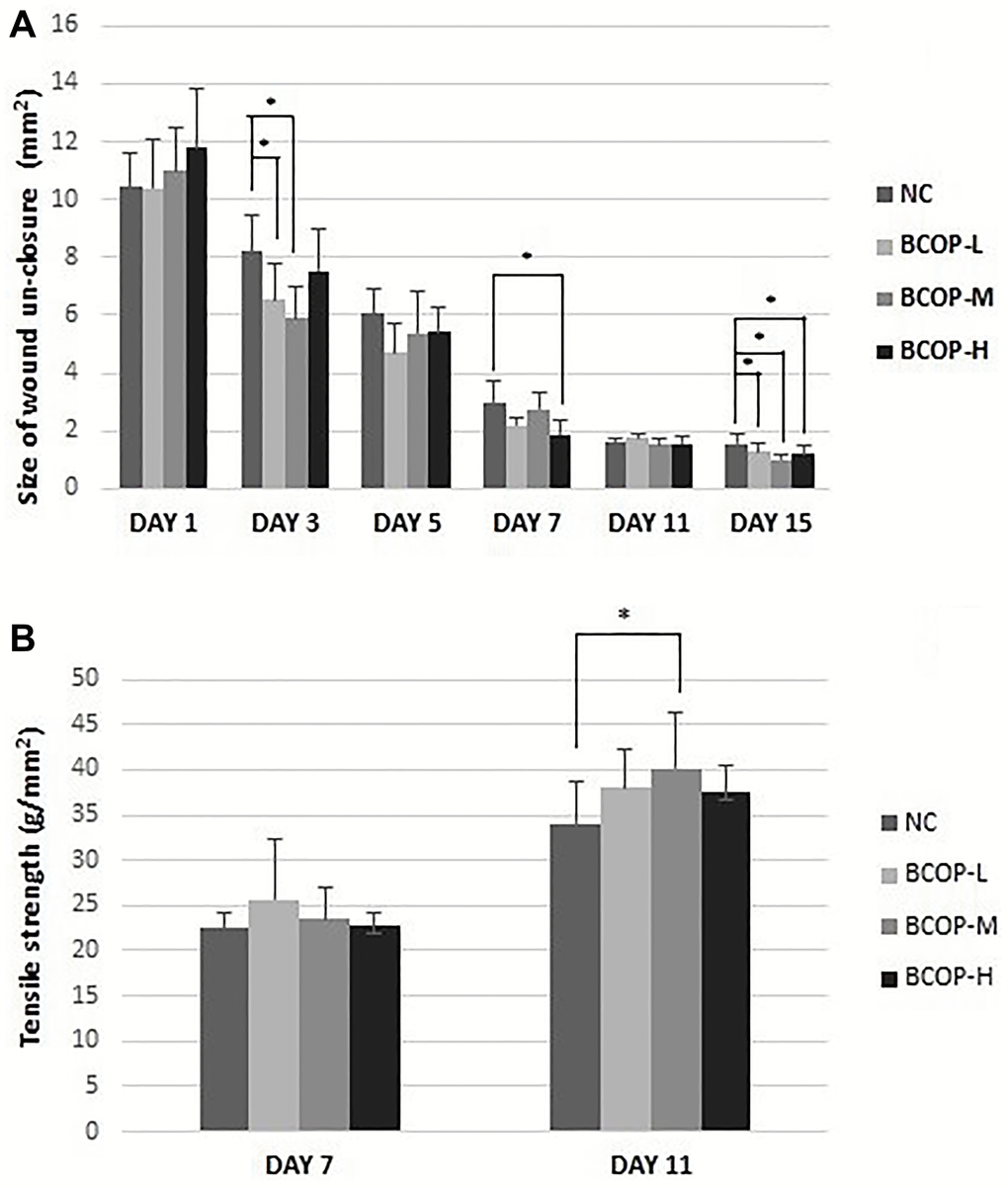 The size of wound un-closure. (A) in excision wound tissue and the tensile of strength (B) in incision wound tissue of mice treated with vehicle and BCOP. NC, normal control group; BCOP-L, 0.75 g/kg bovine bone collagen oligopeptides group; BCOP-M, 1.50 g/kg bovine bone collagen oligopeptides group; BCOP-H, 3.00 g/kg bovine bone collagen oligopeptides group. Values were presented as mean ± SD. *Compared with NC, statistical significance was set at p 