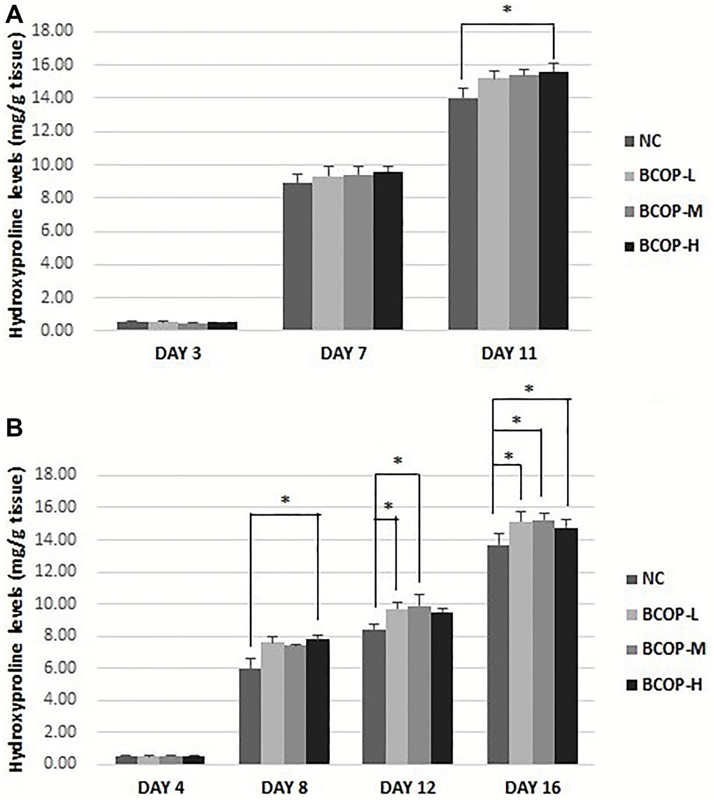 Hydroxyproline levels in the full-thickness incision. (A) and excision wound (B) tissue of mice treated with vehicle and BCOP. NC, normal control group; BCOP-L, 0.75 g/kg bovine bone collagen oligopeptides group; BCOP-M, 1.50 g/kg bovine bone collagen oligopeptides group; BCOP-H, 3.00 g/kg bovine bone collagen oligopeptides group. Values were presented as mean ± SD. *Compared with the NC, statistical significance was set at p 