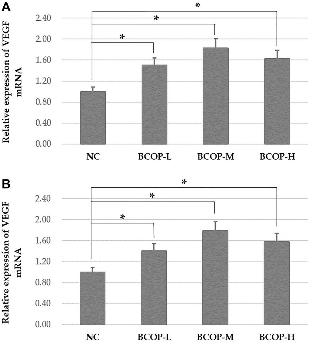 VEGF mRNA levels in the full-thickness incision. (A) and excision wound (B) tissue of mice treated with vehicle and BCOP. NC, normal control group; BCOP-L, 0.75 g/kg bovine bone collagen oligopeptides group; BCOP-M, 1.50 g/kg bovine bone collagen oligopeptides group; BCOP-H, 3.00 g/kg bovine bone collagen oligopeptides group. Values were presented as mean ± SD. *Compared with the NC, statistical significance was set at p 