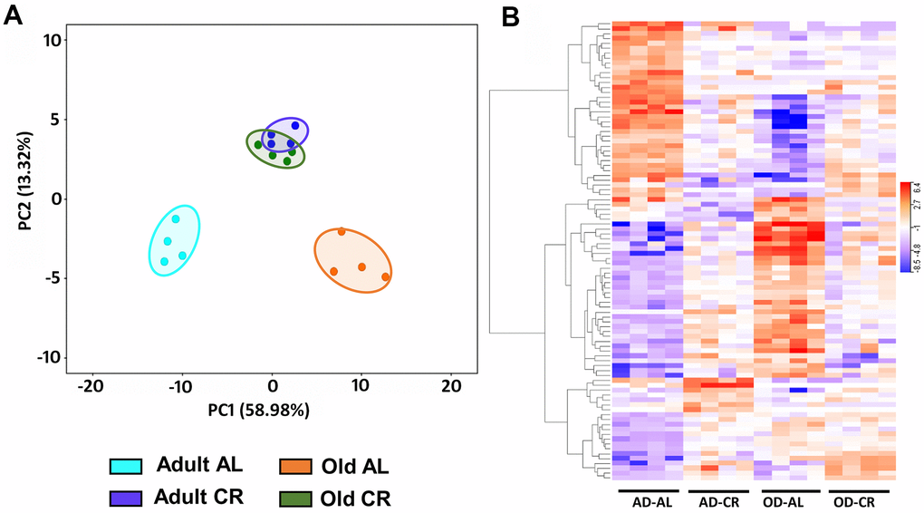 Analysis of colon mucosa transcriptome of C57BL/6JN mice fed AL and CR. (A) PCA analysis of transcriptome from adult and old mice fed AL or CR. (B) Heatmap of the relative levels of the transcripts that changed significantly with either age and/or CR in individual mice compared to Adult AL mice. The data were collected from 4 mice per group, and the PCA and heatmap plots show 94 transcripts that show 2-fold change in expression [P (Corr) 