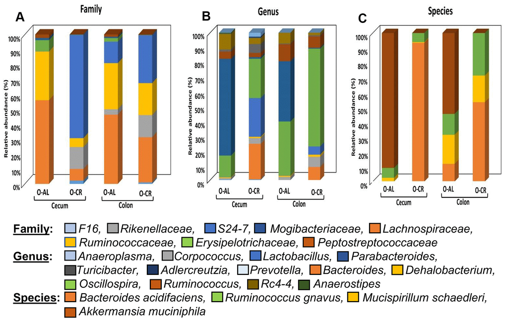 The abundance of microbes that changed with CR in B6D2F1 mice. The relative abundance of the 27 microbes that changed significantly in B6D2F1 mice are shown for old mice fed AL (O-AL) or CR (O-CR). The microbiome data are presented on the basis of family (A), genus (B), or species (C) of the microbes found in either the cecum or colon of the mice.