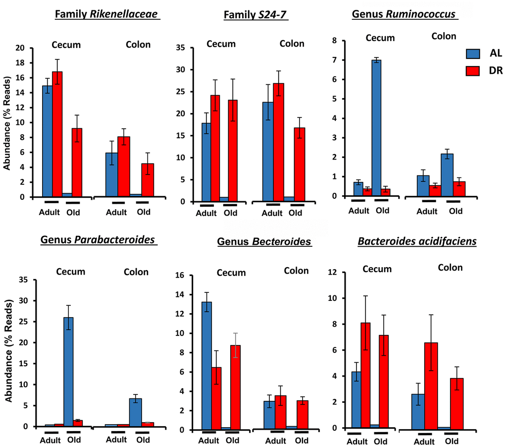 The effect of age and CR on the abundance of the six major microbes found in C57BL/6JN mice. The relative abundance (mean and SEM) of six microbes from Table 1 are shown for 8-10 mice per group for adult and old C57BL/6JN mice fed AL (blue bars) and CR (red bars).