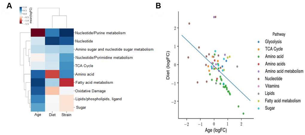 Effect of age, diet, and strain on the fecal metabolome. (A) An ordinary least squares (OLS) linear model with the formula *log (Abundance) ~ Age + Diet + Strain* is fitted to evaluate the effects of age, diet, and strain on the metabolomic profile. The coefficients of this model reflect the independent fold changes on metabolomic abundances caused by age, diet, and strain. This panel displays the average log2FC attributable to age, diet, and strain among all the metabolites measured in the respective pathways. A positive value for age, diet, or strain indicates that this metabolomic pathway is increased with age, DR, or B6D2F1 (versus C57BL/6JN), respectively. (B) OLS linear model coefficients reflecting the independent fold changes in metabolomic abundances caused by age and diet. The average log2FC attributable to age and diet among all the metabolites measured in the respective pathways are shown. A positive value for age or diet indicates that this metabolomic pathway is increased with age or CR, respectively.