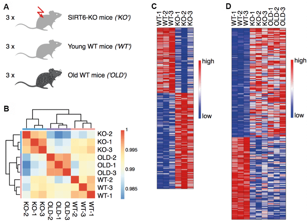 SIRT6 deletion affects gene expression in the brain. (A) Experimental design: RNA was isolated from the brains of three SIRT6-KO mice, three age-matched WT mice (21 days), and three old WT mice (22-26 months). (B) Hierarchical clustering of samples. Colors represent Pearson correlation coefficients. (C) Expression levels of genes identified as upregulated or downregulated in a comparison between SIRT6-KO and young WT mice. Red color corresponds to increased expression, while blue color corresponds to decreased expression. (D) Expression levels of genes identified as upregulated or downregulated in a pool of SIRT6-KO and old WT mice compared to young WT mice. Colors are as in (C).