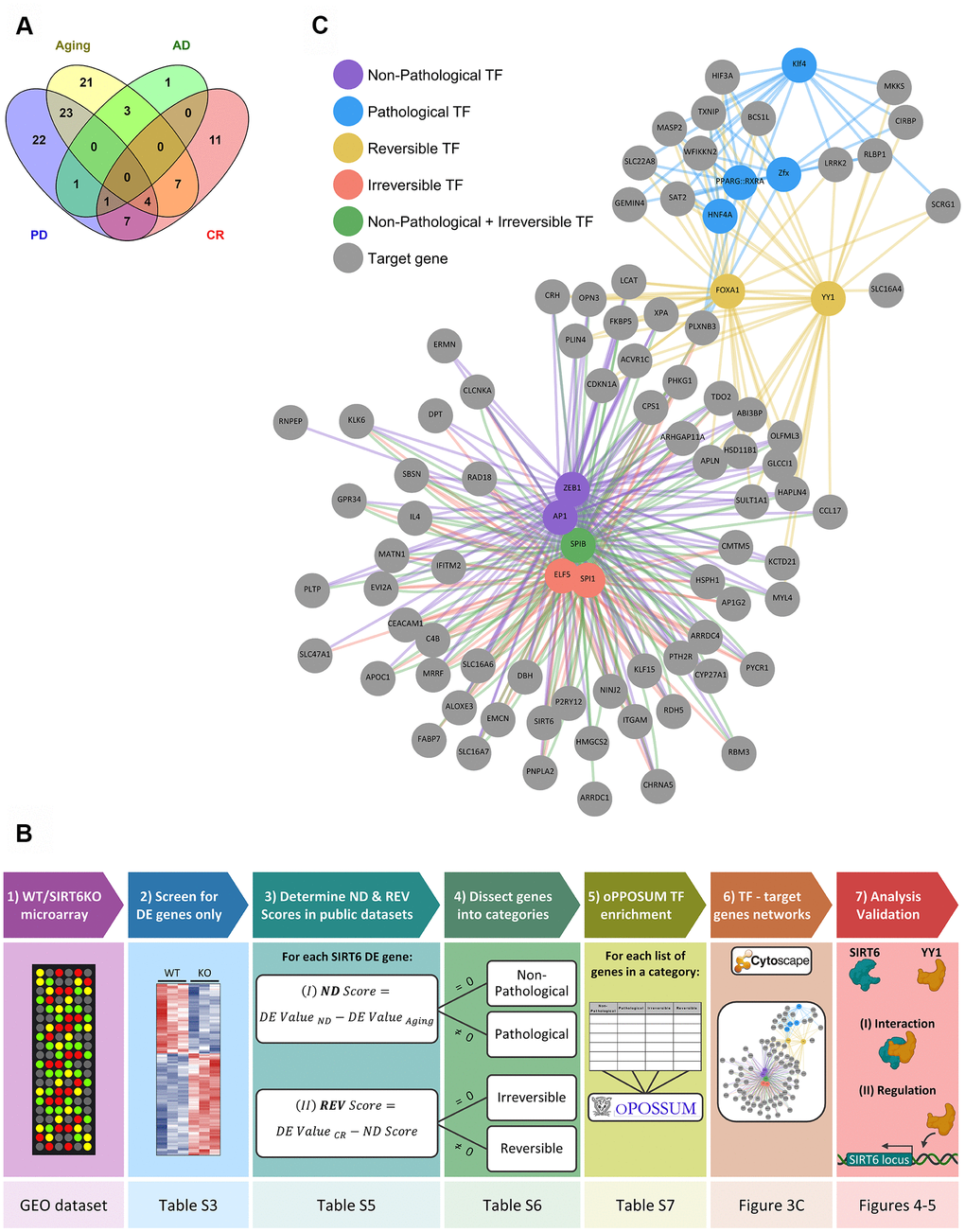 Selected hubs of brain signature categories. (A) Venn diagram for SIRT6 target genes differentially expressed also in Aging, Alzheimer's disease (AD), Parkinson's disease (PD), or Aged samples under Calorie Restriction (CR) datasets. Numbers represent the number of genes in each section, which change in at least one dataset of a certain group of datasets. (B) A scheme of genes analysis pipeline. The lower panels note the Table/Figure in which the results can be found for each step. DE gene – differentially expressed gene; ND and REV Scores – Neurodegeneration and Reversibility Scores; TF – transcription factor. Figure was created with BioRender.com. (C) Manually chosen TFs (out of the top TFs per signature category) and their target genes represent the hubs of brain signature categories.