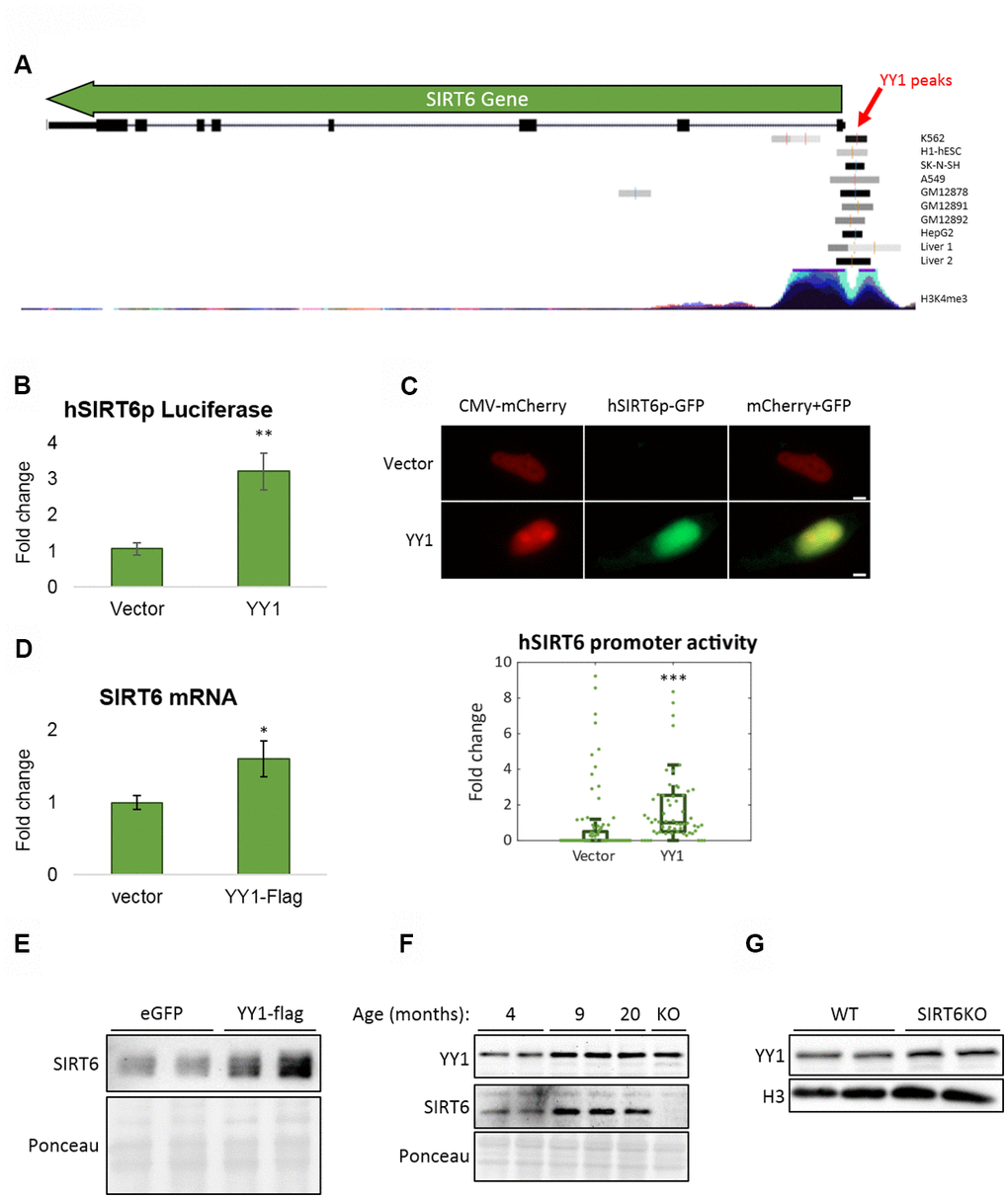 YY1 regulates SIRT6 promoter. (A) YY1 ChIP-seq data in SIRT6 locus. SIRT6 locus is marked with a green arrow; YY1 peaks are marked in black or grey shades; tested cell lines are marked on the right side of each YY1 peak. (B) hSIRT6p-Firefly Luciferase assay with an empty vector or YY1-Flag overexpression vector. Chosen promoter region – 1000 bases before TSS and 2000 bases after (including the first 2 exons and the intron in between). (C) Human SIRT6 promoter activation tested using a hSIRT6p-GFP-CMV-mCherry vector, co-transfected with either empty or YY1-overexpressing vector. Upper panel – representative cell images; lower panel – an unbiased quantification of GFP/mCherry ratio per cell. Box plots represent quartile range, whiskers represent 10% and 90% of datapoints, horizontal line represents median. (D) SIRT6 mRNA levels in cells transfected with either an empty or YY1-flag overexpression vector. (E) SIRT6 protein levels in cells transfected with either eGFP- or YY1-overexpressing vectors. (F) Brains of WT mice at different ages and SIRT6-KO mouse (serves as a control for SIRT6 specificity). (G) Protein blots of WT or SIRT6-KO SH-SY5Y cells. * - p-value 