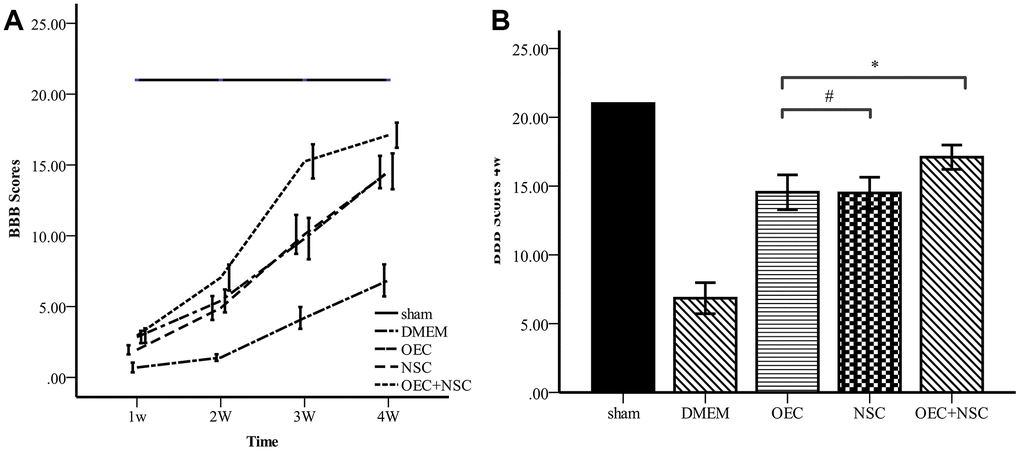 Comparison of BBB scores. (A) BBB scores for each group varied over time. Error bar: 95% CI. (B) BBB scores at four weeks after cell transplantations. (mean ± SEM; two-way ANOVA, post-hoc test: Dunn-Bonferroni; error bar: 95% CI; **P