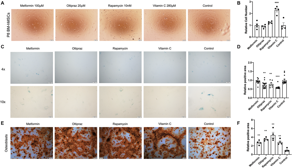 Senescence alleviation and trilineage differentiation improvement of drug inducted BM-hMSCs. (A) Morphology of BM-hMSCs in day 10 after drug induction. Scale bar, 100 μm. (C) SA-β-gal staining of BM-hMSCs inducted with the indicated drugs. (E) Oil red O staining on day 25 after transduction to label adipocyte. Scale bar, 200 μm. (B), (D), and (F) ImageJ was used for image analysis. Pictures were quantified by measuring the positive staining area. Data are presented as the mean ± SEM, n > 3, *P **P ***P 