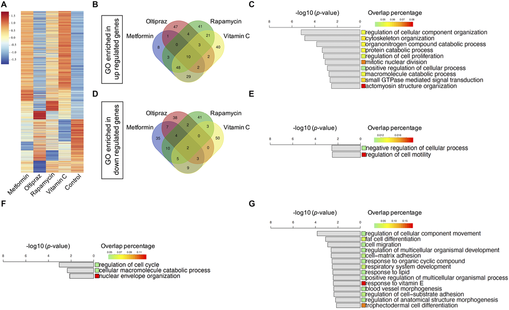 Transcriptomics characterization of drug induced BM-hMSCs. (A) 1758 DEGs with fold-change above 2 between drugs treatment group and control, which containing both upregulated and downregulated genes. (B) Venn diagram of the enriched upregulated GOs of the four drugs. (C) Ten common upregulated GOs shared by four drugs. (D) Venn diagram of the enriched downregulated GOs of the four drugs. (E) Two common downregulated GOs shared by four drugs. (F) Three common upregulated GOs shared by oltipraz and metformin. (G) Fourteen common downregulated GOs shared by oltipraz and metformin.