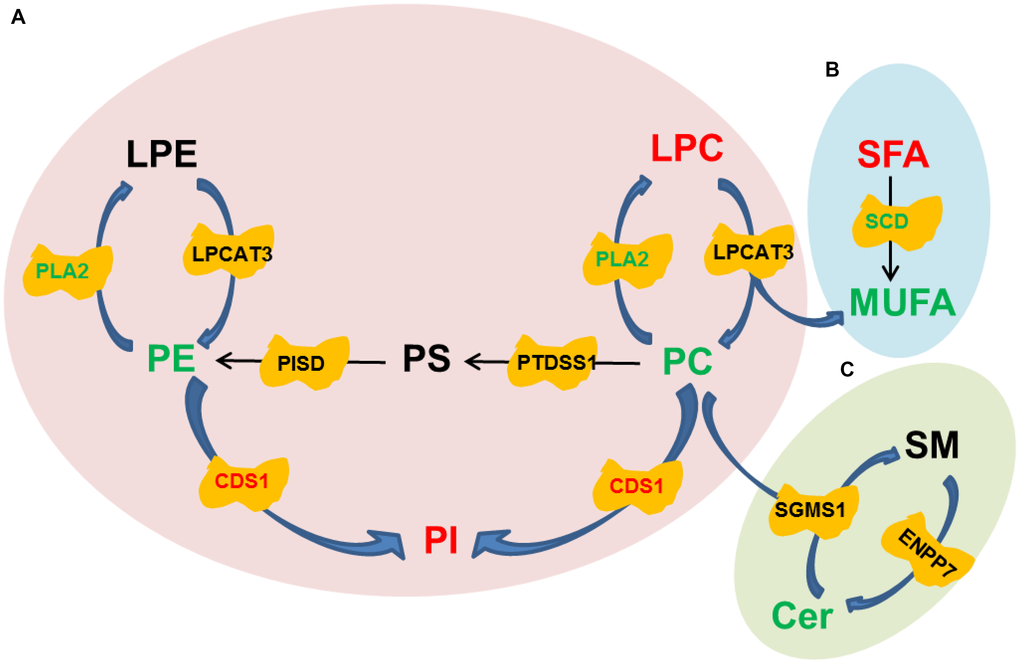 Pathway diagrams constructed with various lipid species. (A) Conversion among Glycerophospholipids. (B) Conversion between SFA and MUFA. (C) Conversion between SM and Cer.