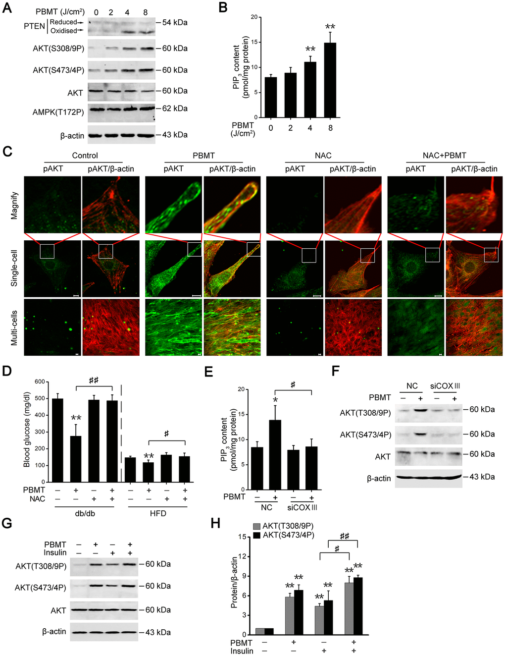 PBMT-increased ROS but not ATP improves insulin sensitivity by activating the PTEN/AKT signaling. (A) Immunoblot analysis of PTEN oxidation, AKT phosphorylation and AMPK phosphorylation in IR-L6 myotubes 30 min after different doses of laser irradiation. (B) Intracellular PIP3 levels in IR-L6 myotubes 30 min after different doses of laser irradiation. Mean ± SD, n = 4. **p vs. the PBMT-untreated group (Student’s t-test). (C) Representative immunofluorescence images of AKT(S473/4P) (green) and β-actin (red) in IR-L6 myotubes under the indicated treatments. Scale bar, 10 μm. (D) Fasting blood glucose in db/db mice and HFD-fed mice with the indicated treatments for three weeks and one week, respectively. Mice were injected intraperitoneally once daily with NAC (100 mg/kg) 30 min before each PBMT. Blood glucose was examined 12 hours after the last PBMT. Mean ± SD, n = 5. **p vs. the control groups; #p p vs. the indicated groups (Student’s t-test). (E, F) PIP3 content (n = 4) (E) and AKT phosphorylation (F) in IR-L6 myotubes transfected with NC or COXIII siRNA under the indicated treatments. The experiment was performed 30 min after PBMT. Mean ± SD. *p vs. the control groups; #p vs. the indicated group (Student’s t-test). (G, H) Immunoblot analysis (G) and gray analysis (H) of AKT phosphorylation in IR-L6 myotubes 30 min after PBMT or/and insulin treatments. Mean ± SD, n = 3. **p vs. the untreated groups; #p p vs. the indicated groups (Student’s t-test).