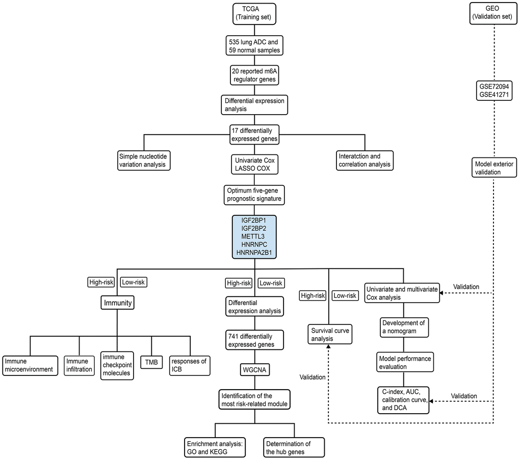 Schematic representation of study strategy. The flow diagram shows five main sub-sections of this study—(1) bioinformatics analysis of m6A regulatory gene expression; (2) identification of a five-m6A regulatory gene prognostic signature and construction of a prognostic prediction nomogram; (3) external validation using two GEO patient datasets (GSE72094 and GSE41271); (4) WGCNA, and (5) correlation analysis of the prognostic signature with tumor immunity and immunotherapy response.