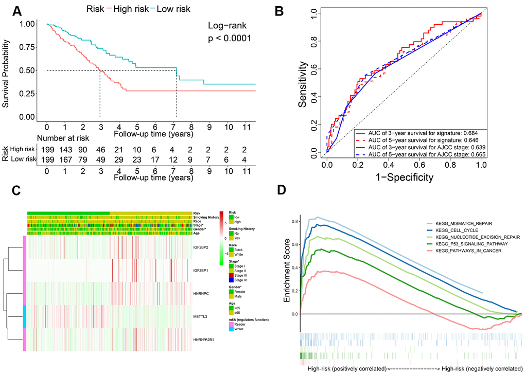 The association of risk score with OS and clinicopathological characteristics. (A) Kaplan-Meier survival curve analysis of high-risk and low-risk LADC patients from the training set. (B) ROC curves show prediction accuracy of the prognostic signature and AJCC stages in the training set TCGA-LADC patients. (C) Heat map shows association between the expression levels of the five prognostic m6A regulatory genes and clinicopathological characteristics of high- and low-risk LADC patient subgroups. *0.01 ≤ P D) The positive correlation between cancer-related pathways and high-risk LADC patients.