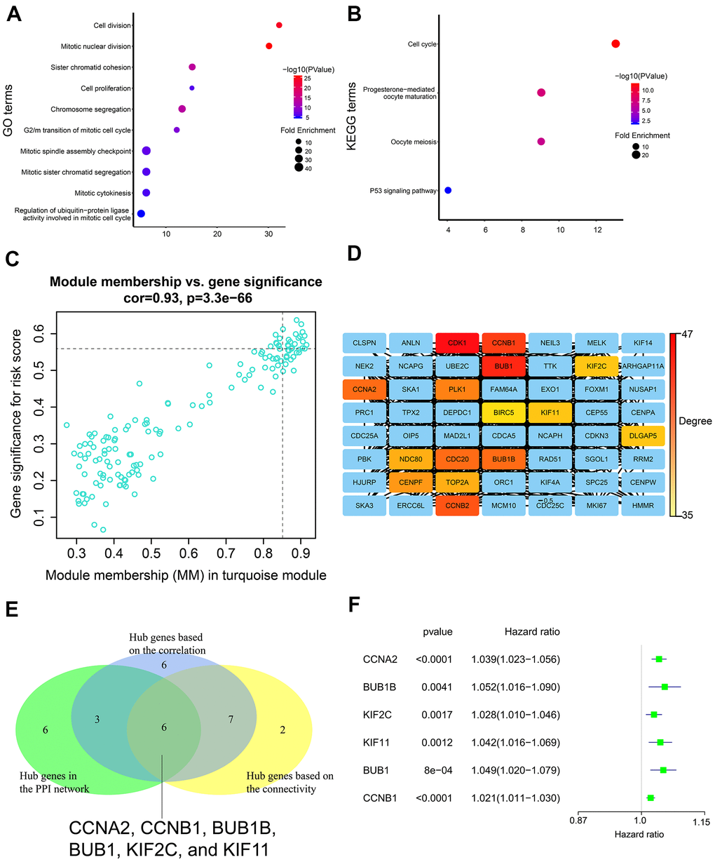 Gene enrichment analysis in the turquoise module and determination of hub genes in the PPI network. (A) GO enrichment analysis of genes in the turquoise module. (B) KEGG pathway enrichment analysis of genes in the turquoise module. (C) Correlation analysis of genes in the turquoise module and the risk score. The cutoff values were set as gene significance (GS) > 0.55 and module membership (MM) > 0.85. (D) PPI network of all genes in the turquoise module including top 15 hub genes with the highest degree. PPI network was constructed using the STRING database and the Cytoscape software. (E) Venn diagram shows six common genes in the three lists of candidate hub genes. (F) The forest plot shows association between expression levels of the six hub genes and the OS status of LADC patients as assessed by the univariate Cox regression model.