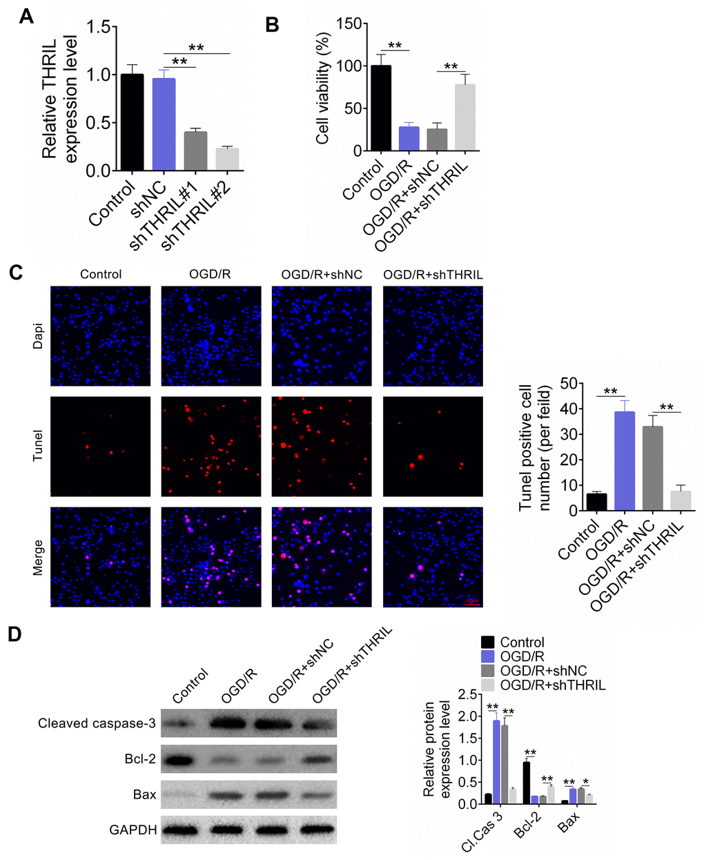 Knockdown of lncRNA THRIL reduces apoptosis of OGD/R neurons. (A) Transfection efficiency of shTHRIL. (B) Cell viability was examined by CCK-8. (C) The apoptosis of OGD/R was exaimed by TUNEL assay. (D) Western blot assay detected the expressions of cleaved caspase-3, Bcl-2, and Bax. Data are shown as mean ± SD for three-independent experiments. **P 