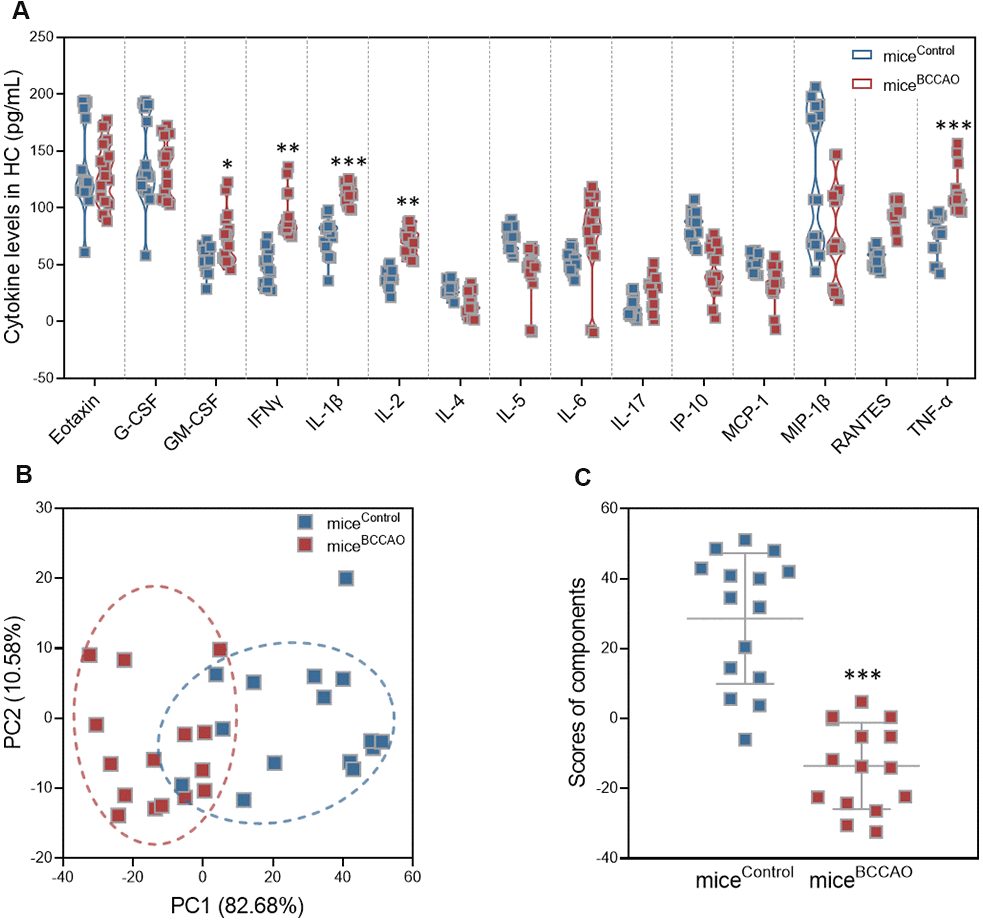 Effect of BCCAO microbiota on hippocampal neuroinflammation. (A) Levels of G-CSF, GM-CSF, IL-1β, IL-2, IL-4, IL-5, IL-6, IL-17, IFNγ, IP-10, TNF-α, RANTES, MCP-1, eotaxin, and MIP-1β in the hippocampus of micecontrol and miceBCCAO. (B) PCA of the data from multiplex bead analysis; each dot represents one mouse. (C) Mean PCA scores of mice with and without BCCAO microbiota. *, P P P t-tests or a two-way repeated-measures ANOVA with post-hoc Tukey multiple comparisons test. All values are expressed as means ± S.D; n=15.