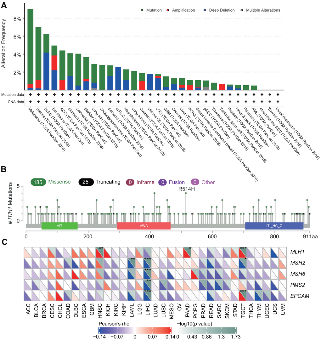 The genetic features of ITIH1 in pan-cancers. (A) Genetic alteration frequencies of ITIH1 across different tumors from TCGA. (B) The mutation type and mutation site as determined by cBioportal. (C) Correlation between ITIH1 mRNA expression and mutation levels of five key MMR genes (MLH1, MSH2, MSH6, PMS2, EPCAM). The lower triangle in each tile indicates coefficients calculated by Pearson’s correlation test, and the upper triangle indicates log10 transformed P-value. *P P P 